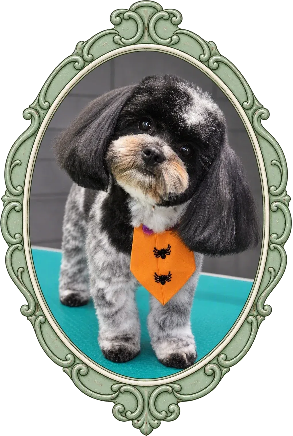 A small dog with a neat, fluffy finish