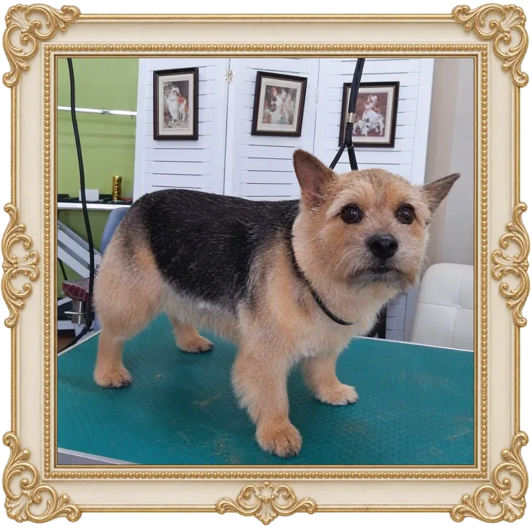 A dog with a tidy, even coat trim